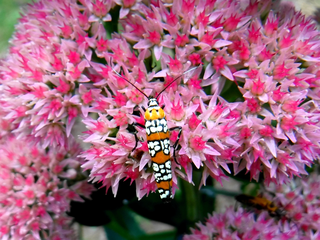 Autumn Joy Sedum & Ailanthus Webworm Moth